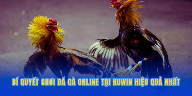 Bí quyết chơi đá gà online tại Kuwin hiệu quả nhất